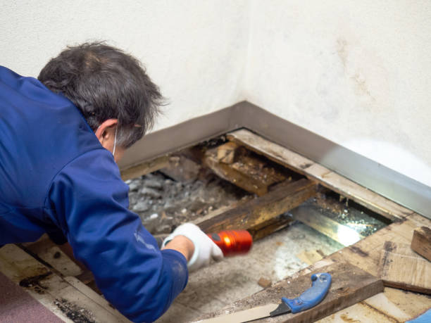 Best Toxic Mold Removal  in Brookhaven, GA