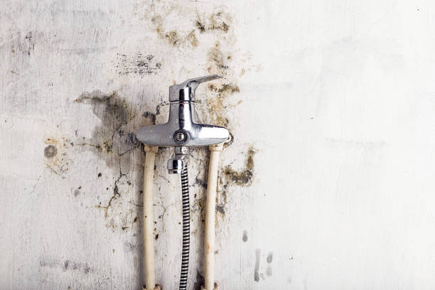Best Local Mold Removal Service  in Brookhaven, GA