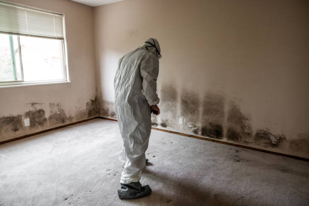 Best Attic Mold Removal  in Brookhaven, GA